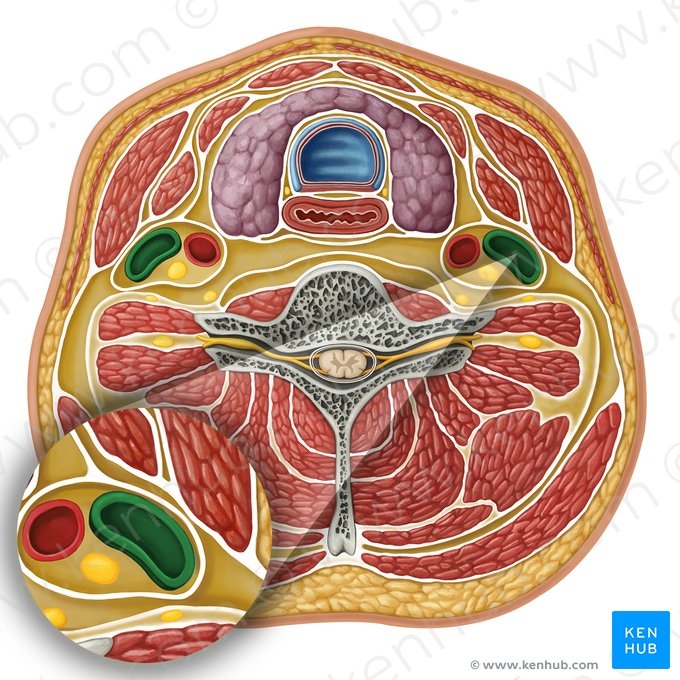 Internal jugular vein (Vena jugularis interna); Image: Irina Münstermann