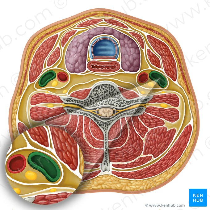 Veia jugular interna (Vena jugularis interna); Imagem: Irina Münstermann