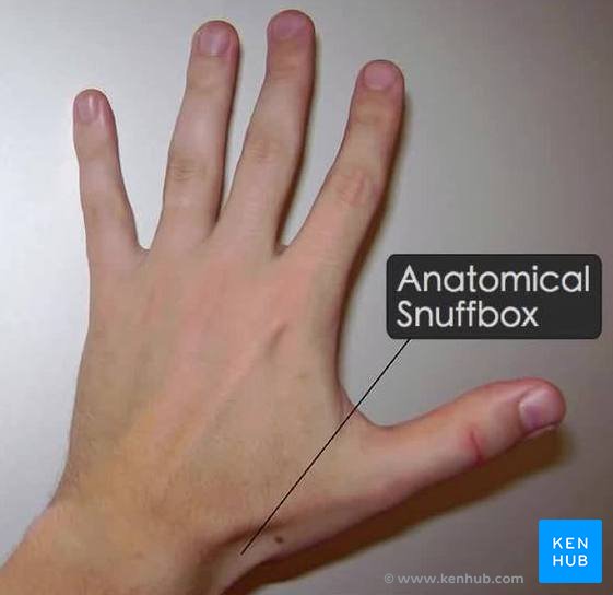 Tabaqueira anatômica em anatomia de superfície