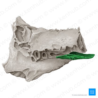 Cornete nasal medio del hueso etmoides (Concha media nasi ossis ethmoidalis); Imagen: Samantha Zimmerman