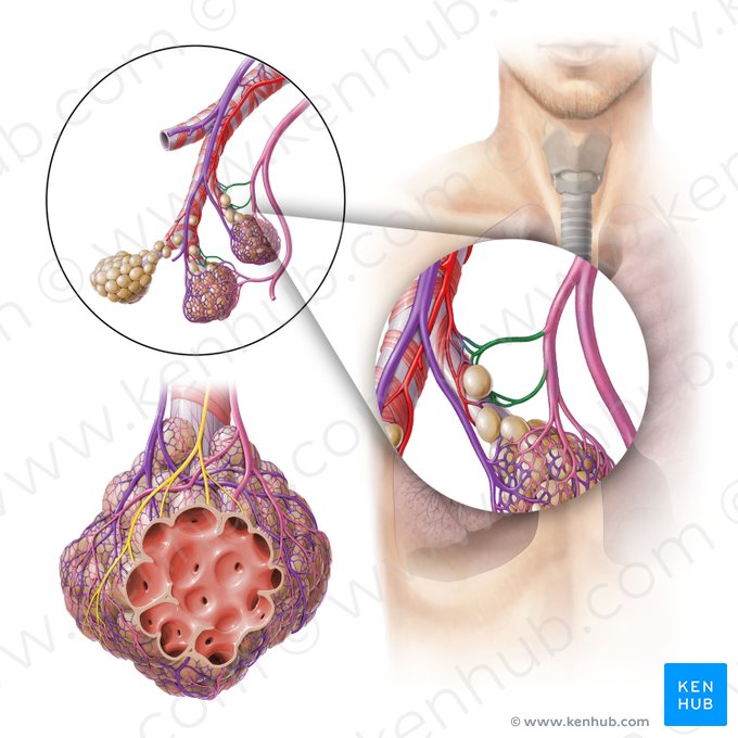 Veias brônquicas (Venae bronchiales); Imagem: Paul Kim