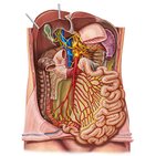 Innervation of the small intestine