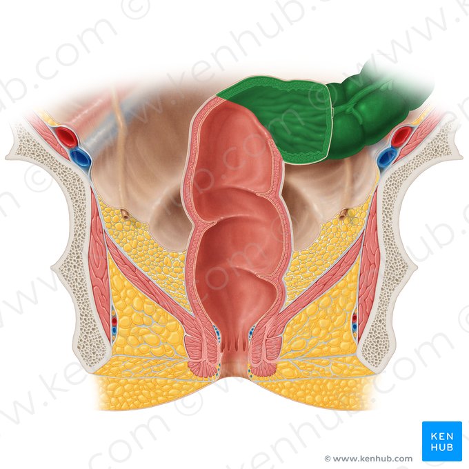 Colon sigmoideo (Colon sigmoideum); Imagen: Samantha Zimmerman