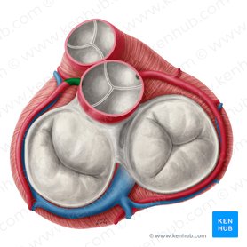 Left coronary artery (Arteria coronaria sinistra); Image: Yousun Koh