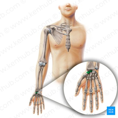 Scaphoid bone (Os scaphoideum); Image: Paul Kim