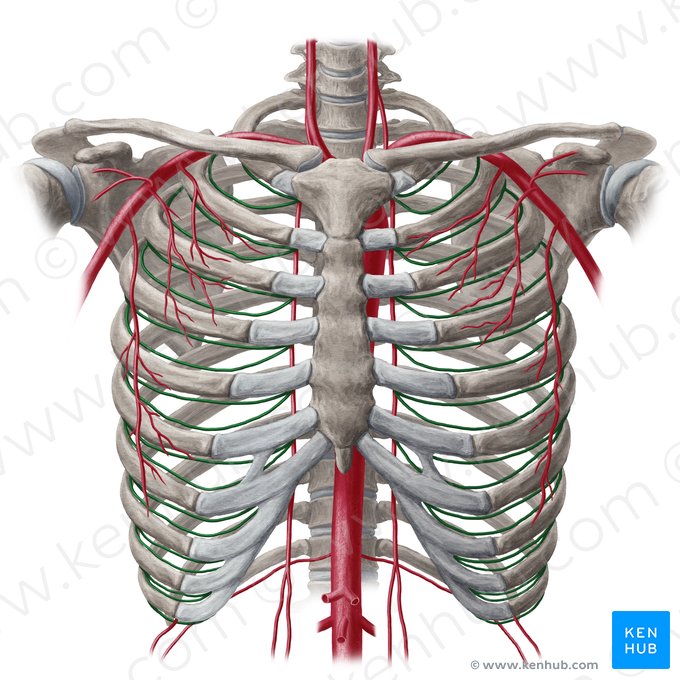 Arteria intercostal anterior (Arteria intercostalis anterior); Imagen: Yousun Koh
