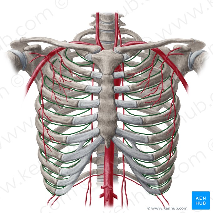 Artère intercostale antérieure (Arteria intercostalis anterior); Image : Yousun Koh