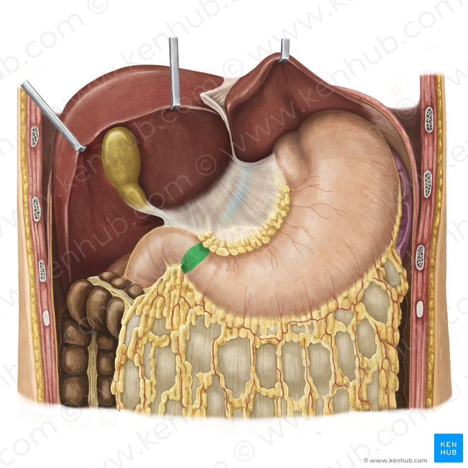 Abdome E Pelve Anatomia Localizacao E Funcao Kenhub