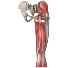 How to learn muscle anatomy