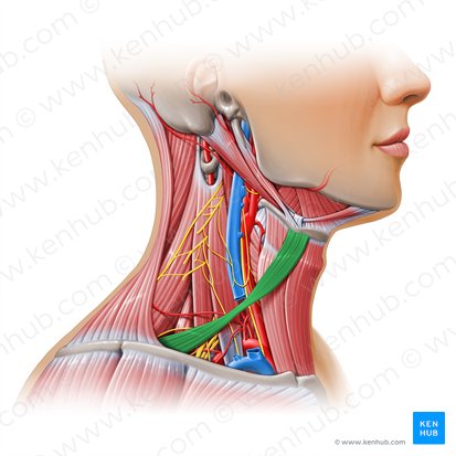 Omohyoid muscle (Musculus omohyoideus); Image: Paul Kim