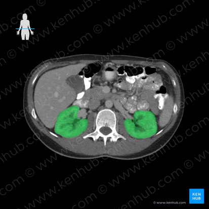 Kidney (Ren); Image: 