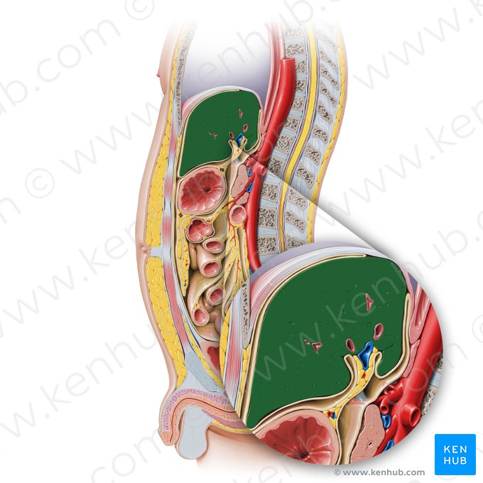 Liver (Hepar); Image: Paul Kim