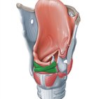 Oblique arytenoid muscle