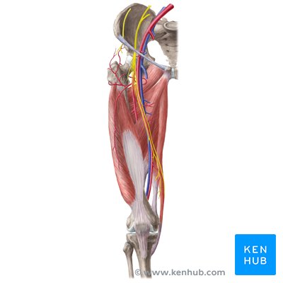 Neurovasculature of the lower extremity - anterior view