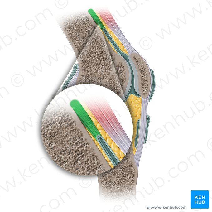 Músculo articular do joelho (Musculus articularis genus); Imagem: Paul Kim