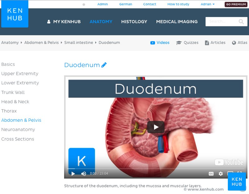 Kenhub - Duodenum