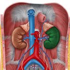 Kidneys, ureters and suprarenal glands