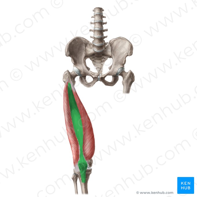 Vastus intermedius muscle (Musculus vastus intermedius); Image: Liene Znotina