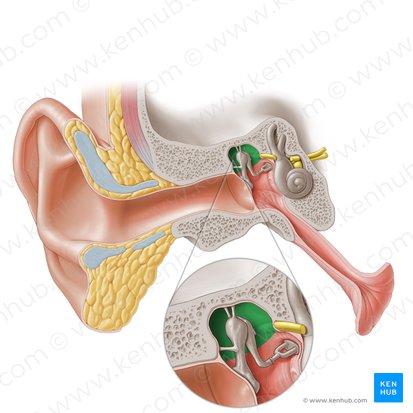 Epitympanic recess (Recessus epitympanicus); Image: Paul Kim