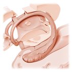 Fornix cerebri