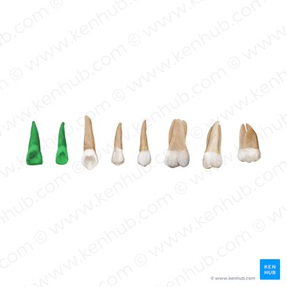 Incisor teeth (Dentes incisivi); Image: Begoña Rodriguez