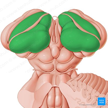 Thalamus; Bild: Paul Kim