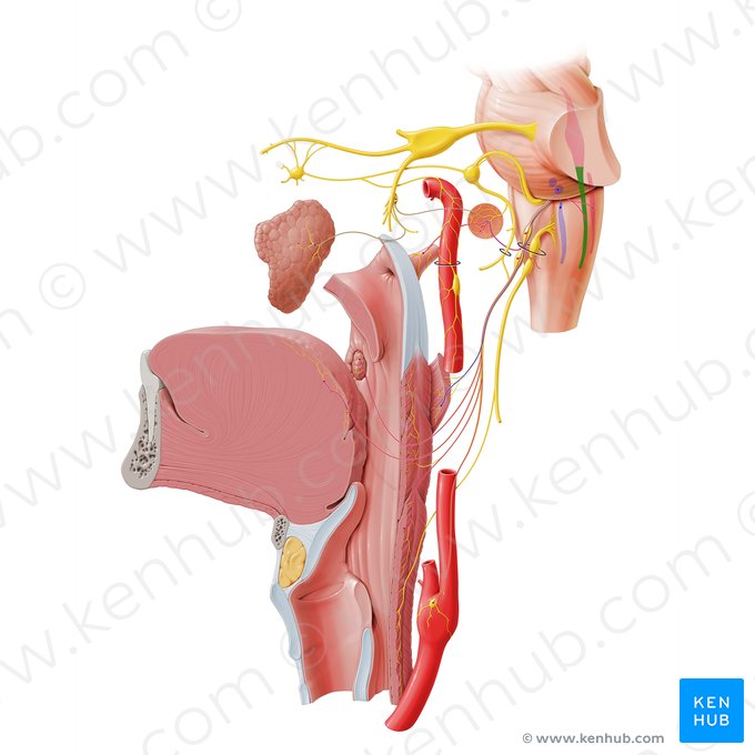 Núcleo y tracto espinal del nervio trigémino (Nucleus et tractus spinalis nervi trigemini); Imagen: Paul Kim