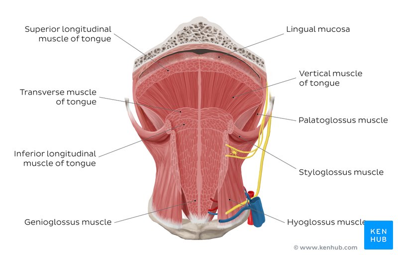 Overview of tongue muscles