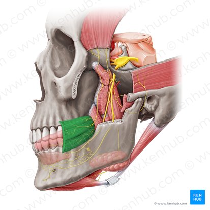 Músculo buccinador (Musculus buccinator); Imagen: Paul Kim