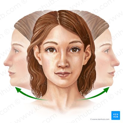 Rotation of head (Rotatio capitis); Image: Paul Kim
