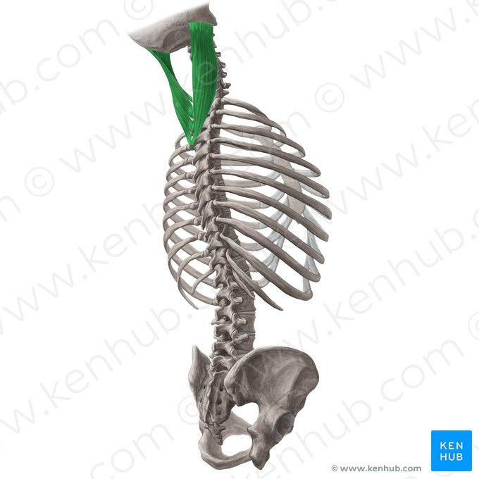 Musculus splenius capitis (Riemenmuskel des Kopfs); Bild: Yousun Koh