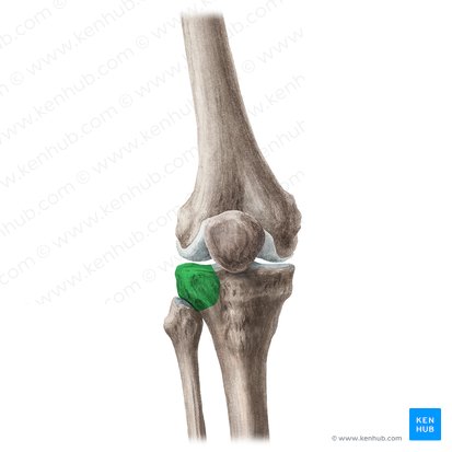 Lateral condyle of tibia (Condylus lateralis tibiae); Image: Liene Znotina
