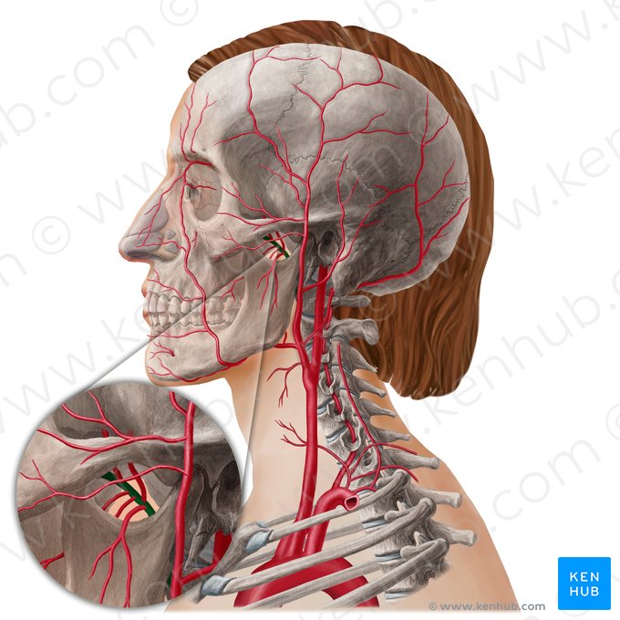 Maxillary artery (Arteria maxillaris); Image: Yousun Koh