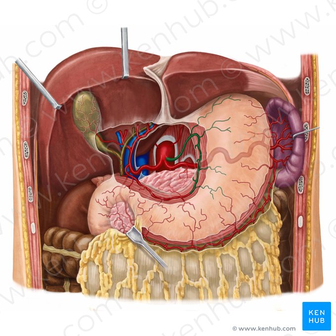 Arteria gastrica sinistra (Linke Magenarterie); Bild: Irina Münstermann