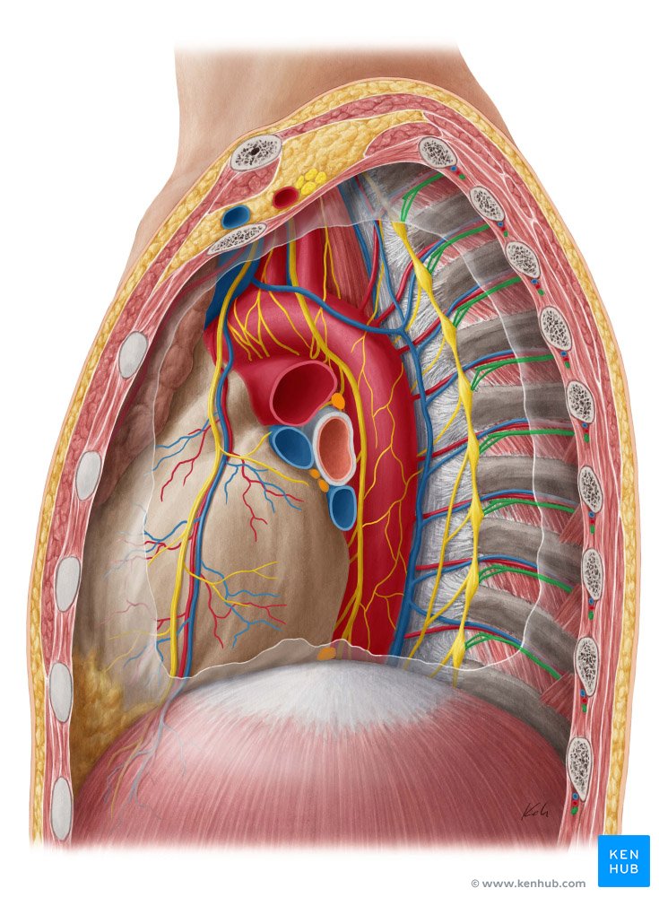 Nervos intercostais (verde) e sua relação com artérias e veias intercostais
