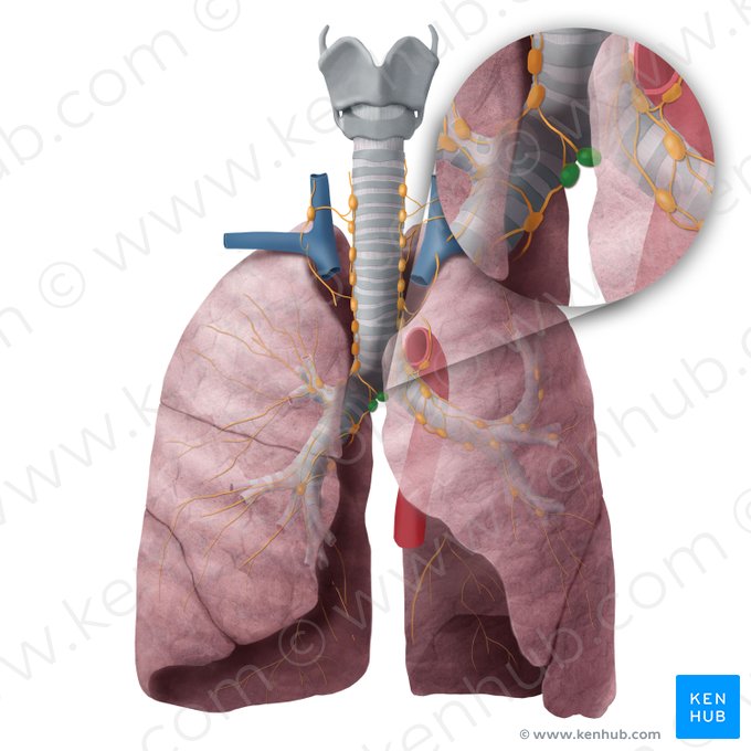 Nœuds lymphatiques trachéobronchiques inférieurs (Nodi lymphoidei tracheobronchiales inferiores); Image : Begoña Rodriguez