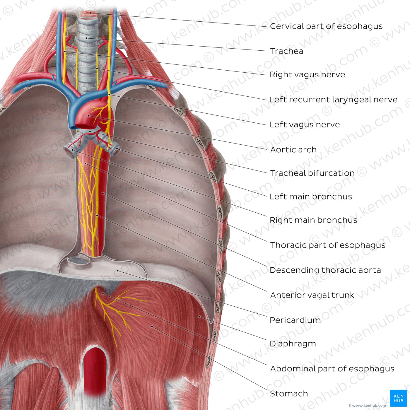 Esophagus in situ