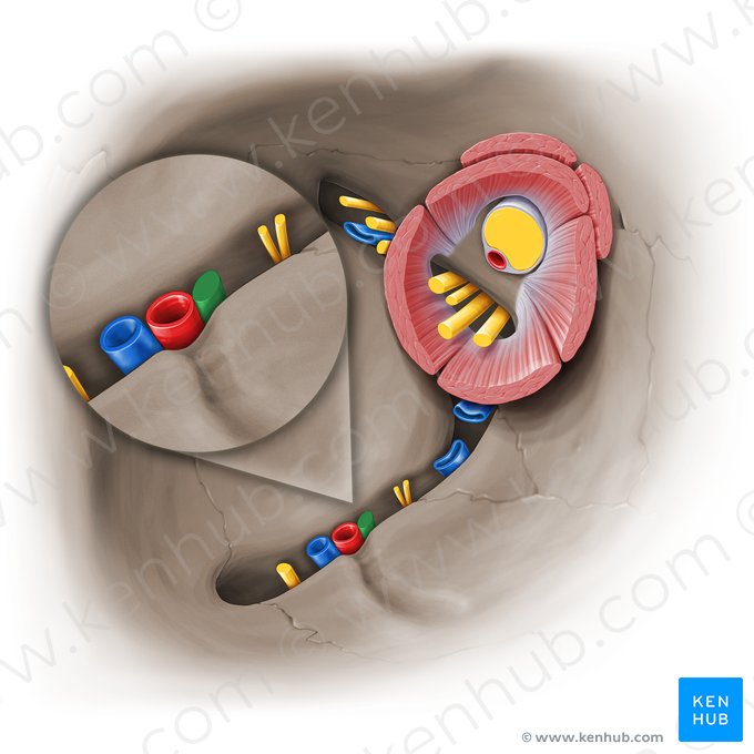 Nervo infraorbital (Nervus infraorbitalis); Imagem: Paul Kim