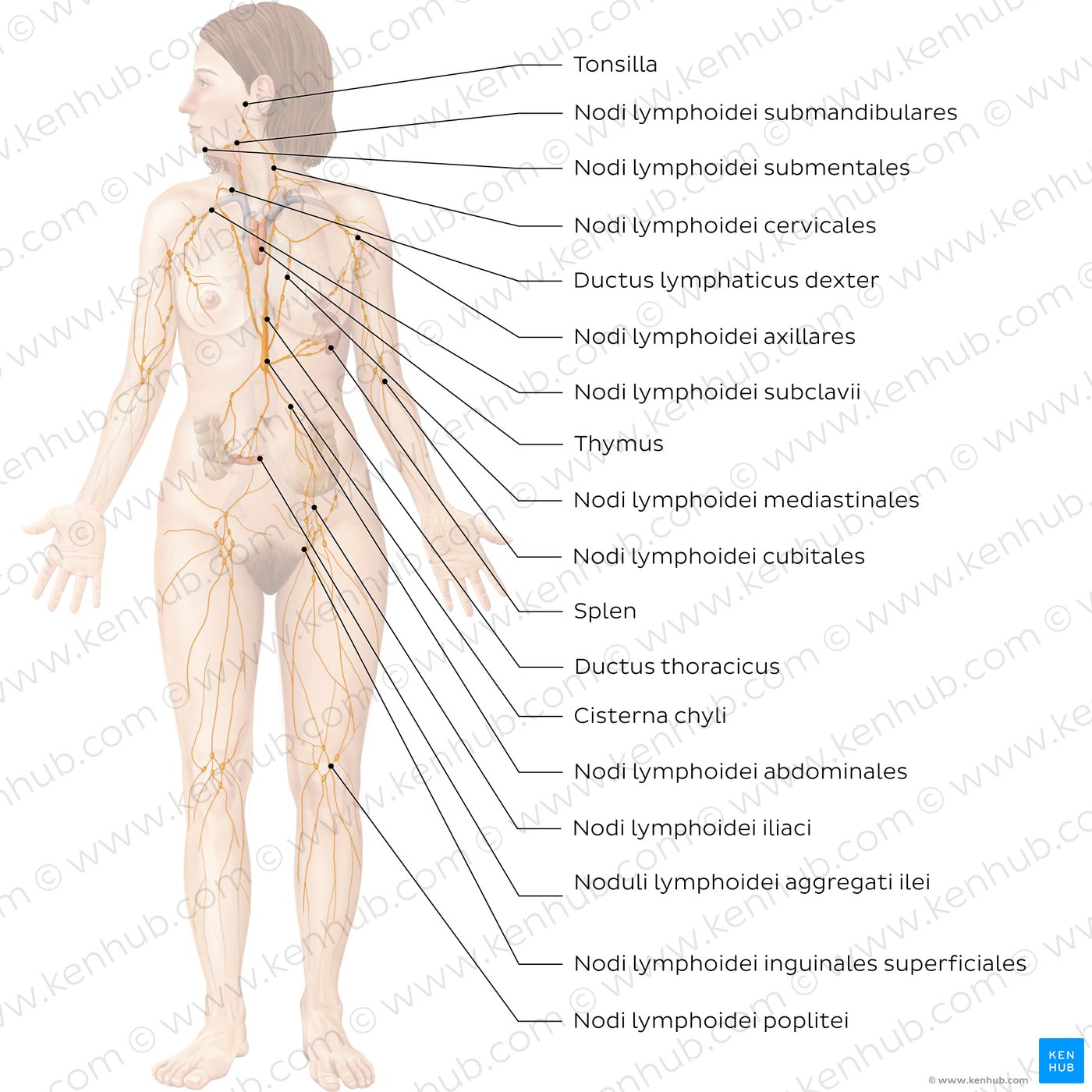 Lymphatisches System