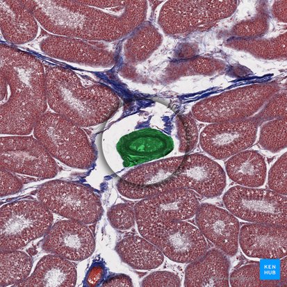 Arteria testicularis (Hodenarterie); Bild: 