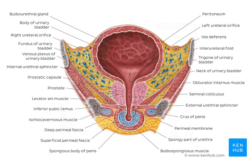 Male urinary bladder - ventral view