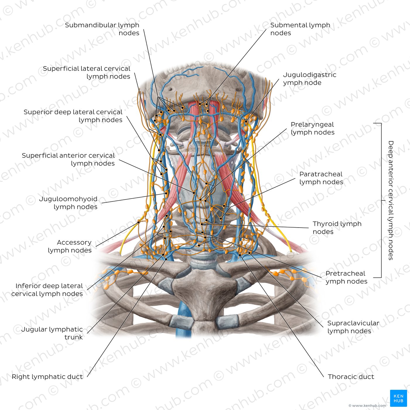 Lymph nodes of the neck