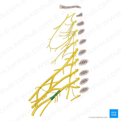 Faisceau médial du plexus brachial (Fasciculus medialis plexus brachialis); Image : Begoña Rodriguez