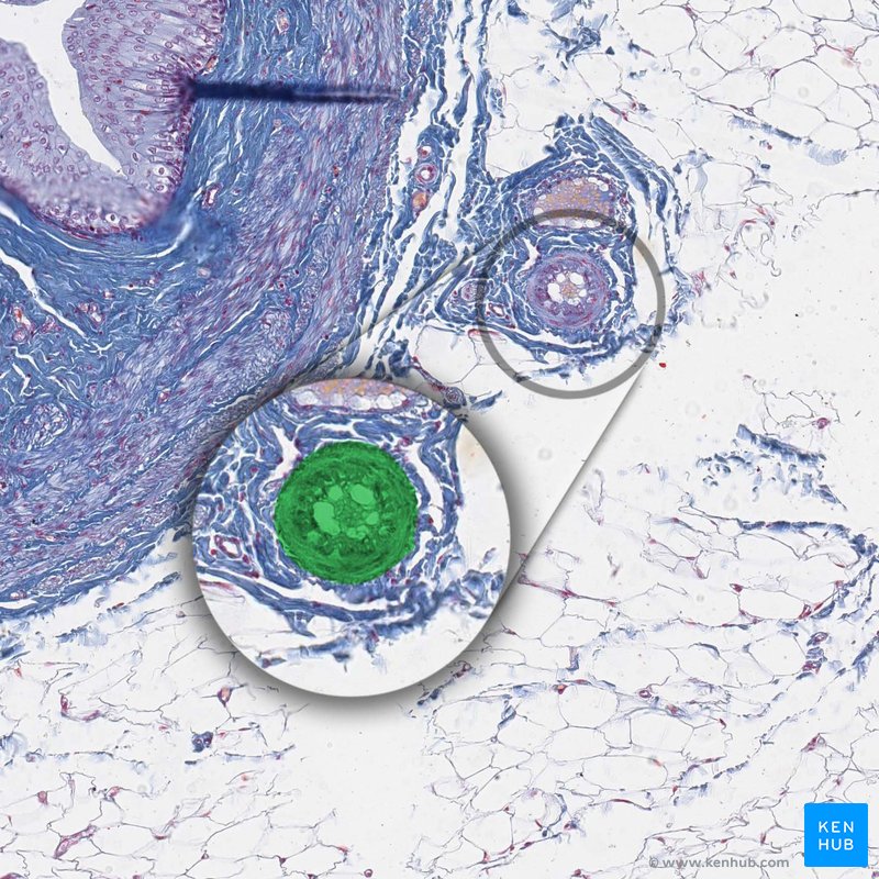 Artery - Histological slide