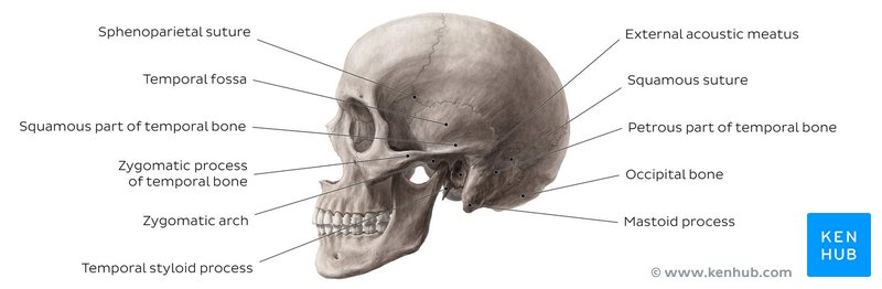 Skull - lateral view