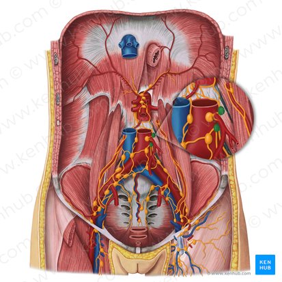 Linfonodos aórticos laterais (Nodi lymphoidei aortici laterales); Imagem: Irina Münstermann