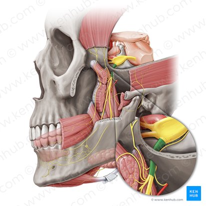 Mandibular nerve (Nervus mandibularis); Image: Paul Kim