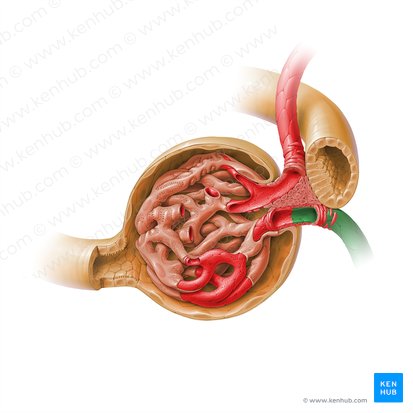 Arteríola glomerular eferente do corpúsculo renal (Arteriola glomerularis efferens corpusculi renalis); Imagem: Paul Kim