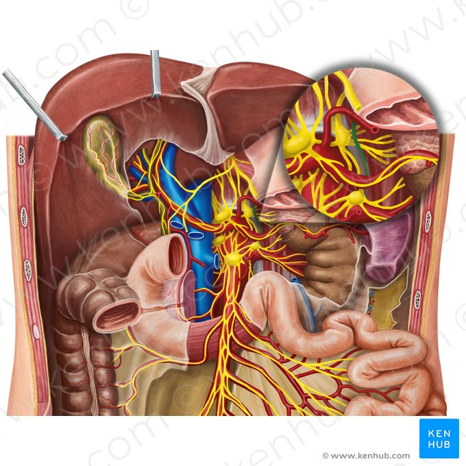 Left lesser thoracic splanchnic nerve (Nervus splanchnicus thoracicus minor sinister); Image: Irina Münstermann