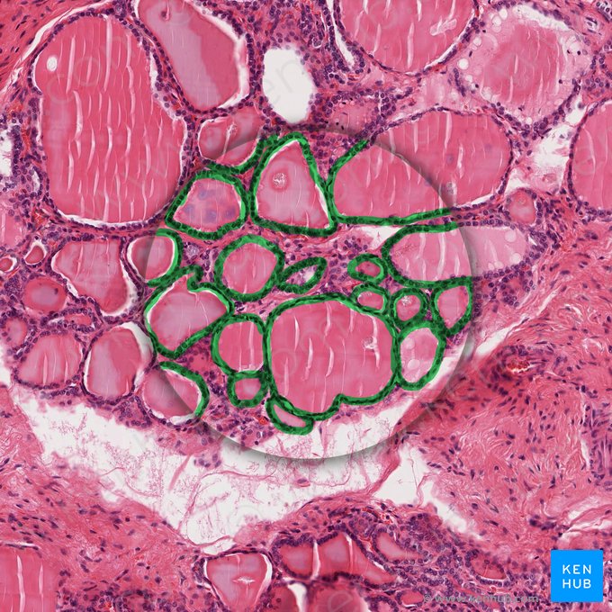 Simple cuboidal epithelium (Epithelium simplex cuboideum); Image: 